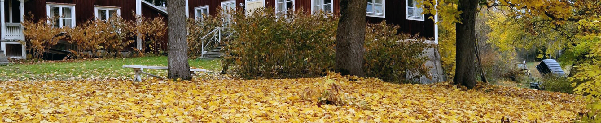 Gården dränkt av löv!